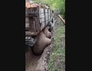 ホモと見る真性包茎と化したタイヤ