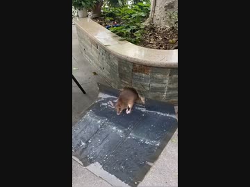 ホモと見る大声をあげて子供を守ろうとする母親