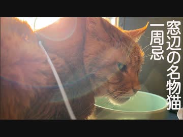 窓辺の名物猫、愛された後のその一周忌
