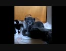 【前回の動画を写真で総括】子猫は睨んだけどすぐ忘れた