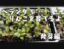 ベランダでリンゴを育てるよ　発芽編