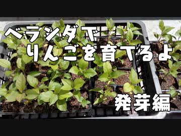 ベランダでリンゴを育てるよ　発芽編