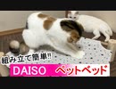 【組み立て簡単!!】猫たちにダイソーのペットベッドをプレゼントしてみた！