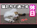 【猫たちと過ごす休日】朝早く起こされたけど可愛いので許します。