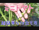 ミニトマトの超簡単な仕立て方