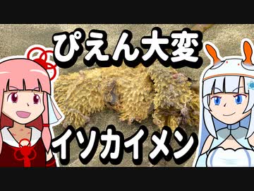 【琴葉姉妹の磯遊び】ぴえん大変イソカイメン【VOICEROID解説】