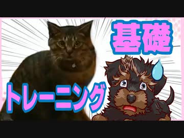 子どもたちと遊ぼう！！の前に、子犬の基礎トレーニング編『モモちゃんねる』