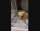 【 #フクロモモンガ 】抗生物質のお薬の話！ #おはモモンガ #蜜袋鼯 #슈가글라이더 #フクモモ #sugerglider #モモンガ #shorts