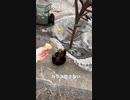 ホモと見るエサを強奪されてしまうクマさん