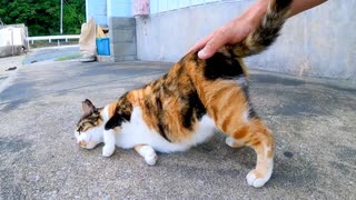 漁港においてある椅子の下で寝ていた三毛猫、近くに行くとモフられに出てきた