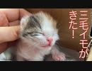 三毛イモ、襲来