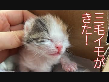 三毛イモ、襲来