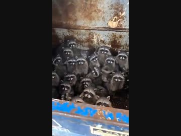 ホモと見るアライグマ大家族