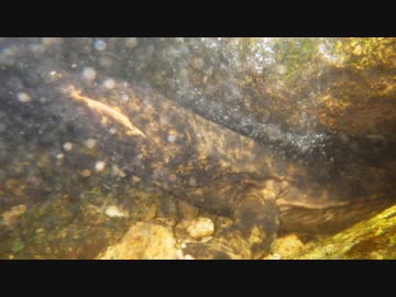 オオサンショウウオ2　復讐のオオサンショウウオ
