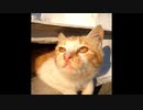 【ショート動画】お城から顔を出す子猫