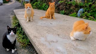 石のベンチでの猫会議