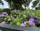 文京紫陽花祭りIN熱中症