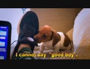 I got USED by a Dachshund (SONG)  - MALIBU VIDEO SKIT # 7 by Kristian