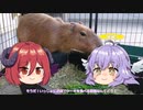 ケーキを食べに行く