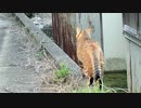 夕方のパトロール【猫】