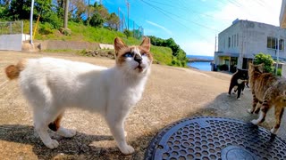 猫島の漁協前の猫の集会に参加してきた