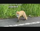 【豚王】北海道旅配信 道の駅スタンプラリー名寄方面✨️。2023年6月8日