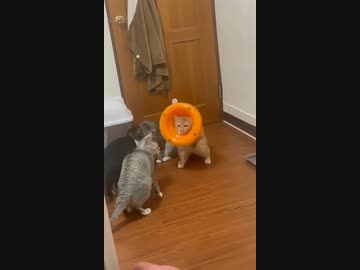 ホモと見るポンデライオン