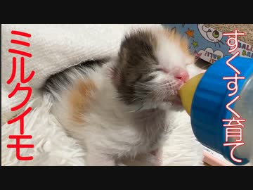 三毛イモ、驚愕のミルク飲み