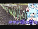 2023年6月19日　農作業日誌P665　坊主知らずネギの植え替えをする前に色々お仕事をするよ