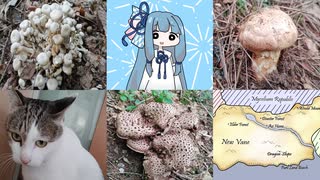 【A.I.VOICEキッチン】採取したキノコを食べる葵ちゃん