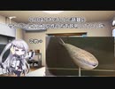 アリアルさんのサカバンバスピスの作り方講座