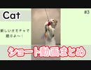 猫のショート動画集【スコティッシュ・シンガプーラ・白猫】