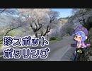 【ロードバイク車載】気まぐれポタリング【ひょうたん桜】