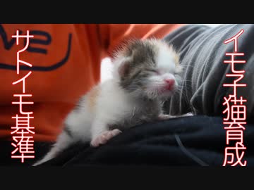 子猫育成の「サトイモ基準」