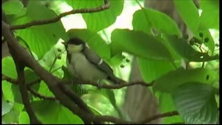 【野鳥観察】シジュウカラ親子との遭遇