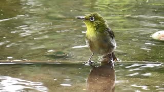 家の裏で生き物のネタ探し　その2の後半