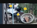【野良猫】さて…どうしよう…【仔猫】