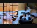 【ショート動画】尻尾クルクル