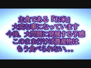こんなモン食って人間は大丈夫なのか？『放射線育種米』って...