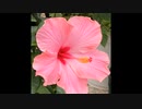 Coro - 'Especially for You'