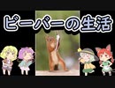 【timberborn】ビーバーとおねーちゃん その１