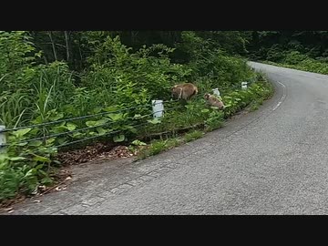 【バイク車載】今回のドッキリポイント（動物）