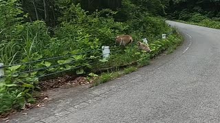 【バイク車載】今回のドッキリポイント（動物）