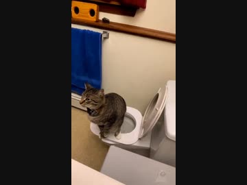 ホモと見る猫の粗相