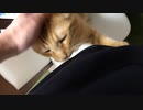 甘えんぼマロン