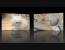ネコハムカマ