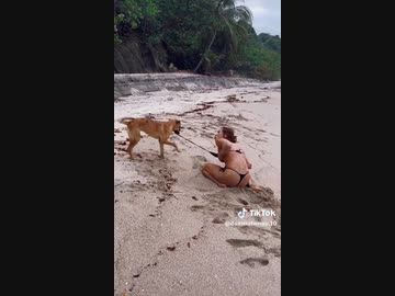 ホモと見る水着のひもを引っ張る犬
