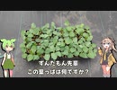ずんだ餅が順調に伸びてきたのだ！