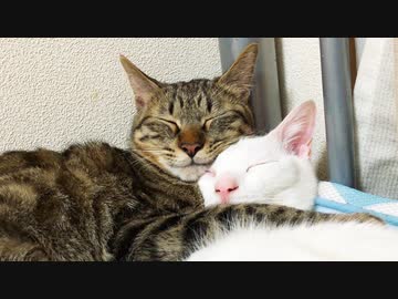 共に生きた8年、健やかな時も病める時も