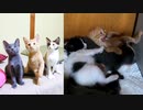 【ショート動画2本】ダンディになった長男 / 最後は長男が持ち去った